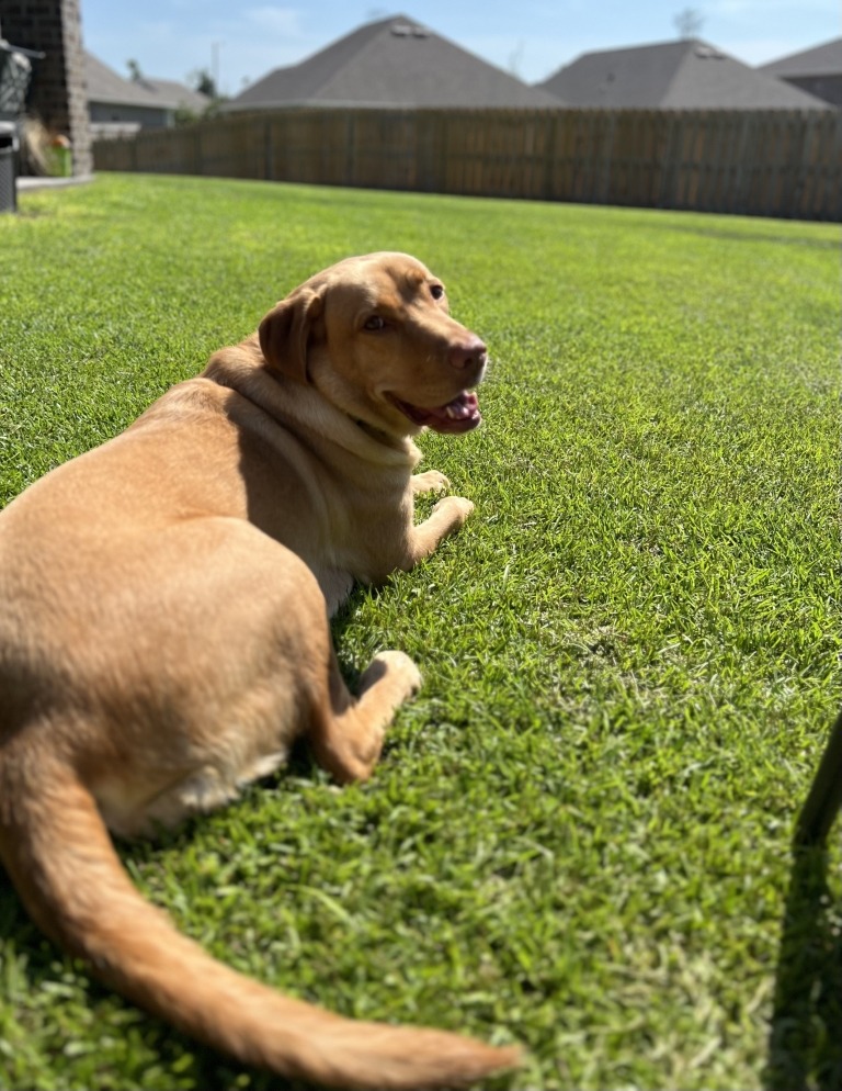 Expert lawn care results in a pristine green lawn that even your pets can enjoy