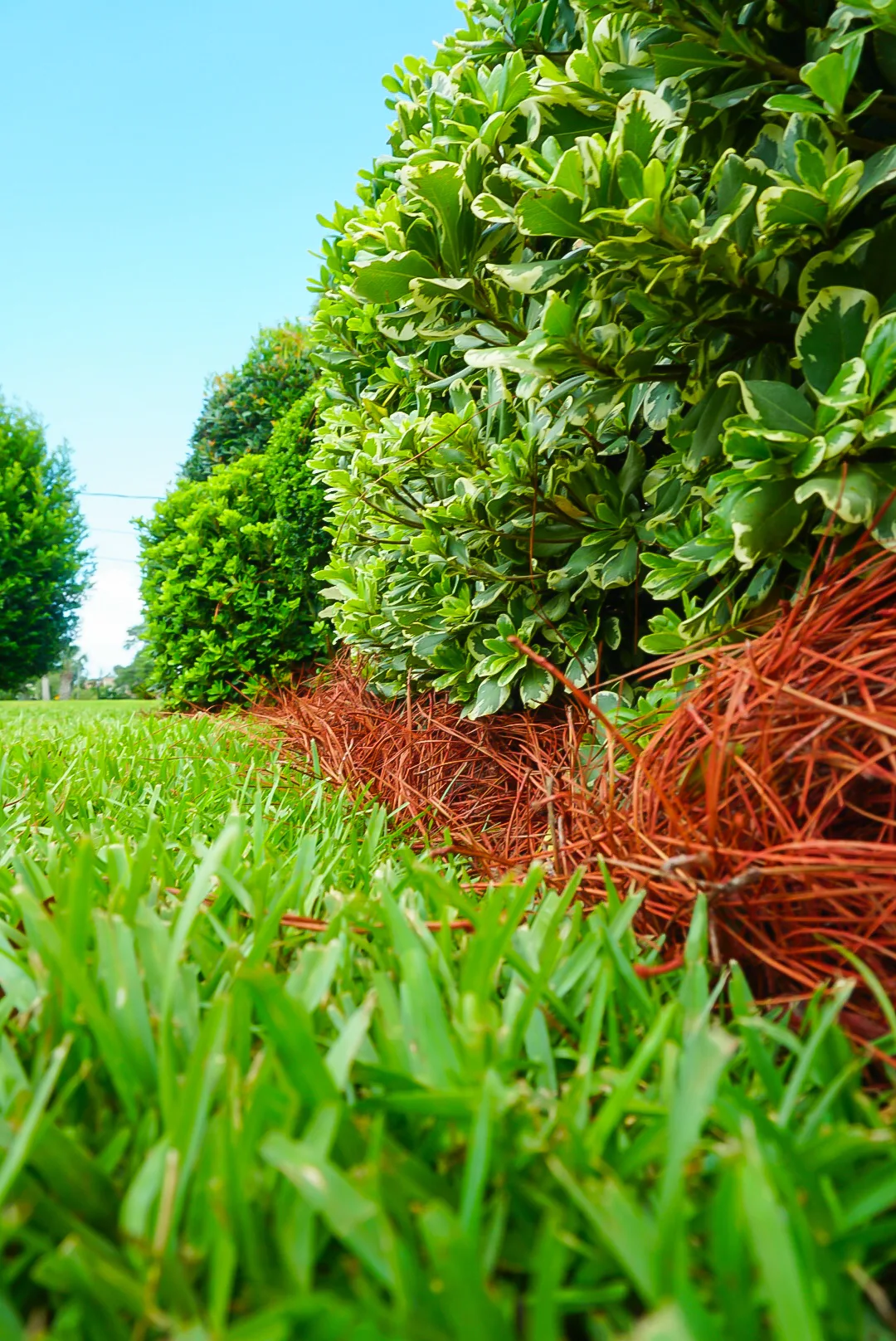 Lush green lawn with well-maintained hedges and pine straw borders in Panama City, FL, showcasing professional lawn care services for a vibrant landscape.